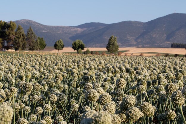 Flowering onion on the field