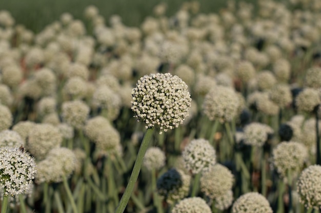 写真 畑のタマネギの開花