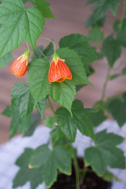 꽃이 만발한 오렌지 벨 꽃 Abutilon 근접 촬영 Malvaceae 가족의 로프베리 관리 및 창턱에 국내 식물의 재배