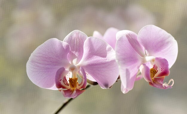 開花蘭の花咲く家の植物マクロ