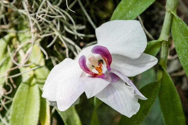 Цветущие орхидеи в ботаническом саду