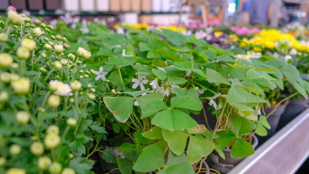 花のオクサリス・トライアングラリスは室内植物で 庭の植物で 緑が美しく 葉っぱが偽りです