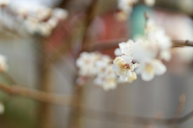 Flowering peach tree branches closeup