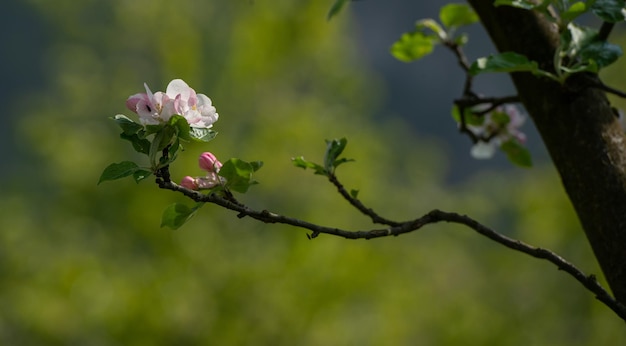 Flowering peach tree