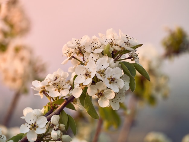 Flowering pear in the park.