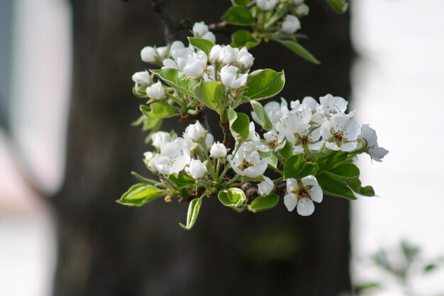 Foto albero di pera in fiore