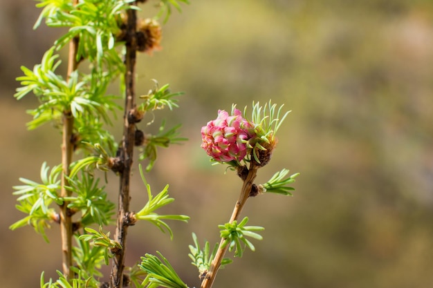 Flowering pine cones pink and green needles Spring nature