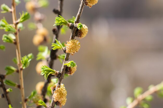 Flowering pine cones pink and green needles Spring nature