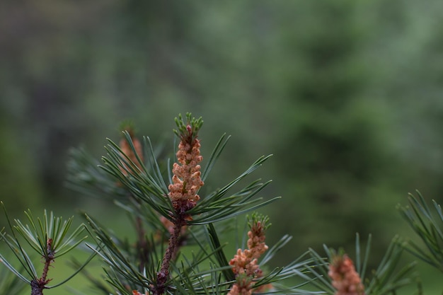 Photo flowering pine cones with pollen common european pine