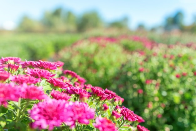 꽃이 만발한 국화와 배경 가을 정원에서 꽃 핑크 국화.