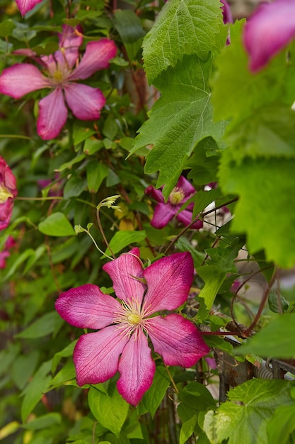 Clematide rosa in fiore