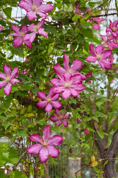 Цветущие розовые клематисы