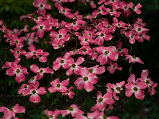 春にピンクのハナミズキが開花