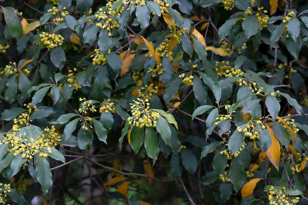 개화 Pittosporum tobira family Pittosporaceae는 월계수 Japanese pittosporum을 포함하여 수많은 이름으로 나타납니다.