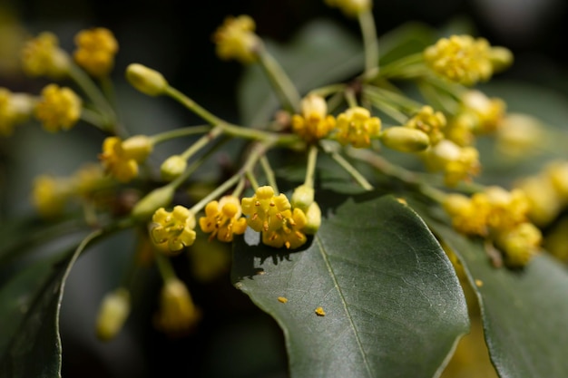 개화 Pittosporum tobira family Pittosporaceae는 월계수 Japanese pittosporum을 포함하여 수많은 이름으로 나타납니다.