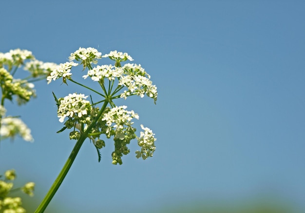 Flowering plant ashweed in the forest