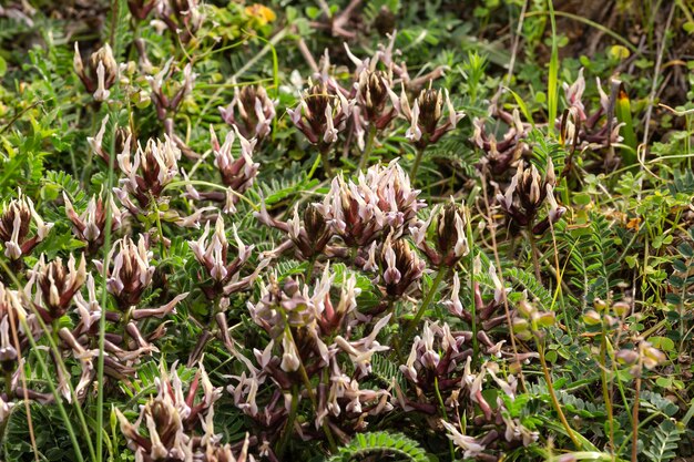 Фото Цветочное растение astragalus spruneri boiss вблизи в естественной среде обитания