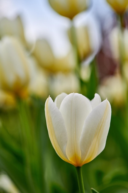 Flowering plant beginning to open up and bloom in a backyard garden outside Flowers flourishing and brightening a field Beautiful white tulips growing against a nature background in summer