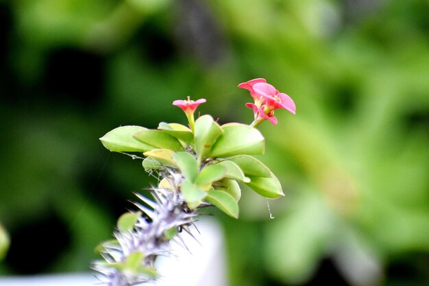 Flowering plant and bunch of beautiful Pink flower