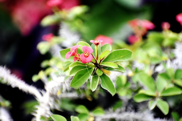 Foto pianta da fiore e grappolo di bellissimo fiore rosa