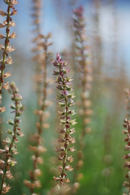 Foto pianta da fiore del parco cittadino