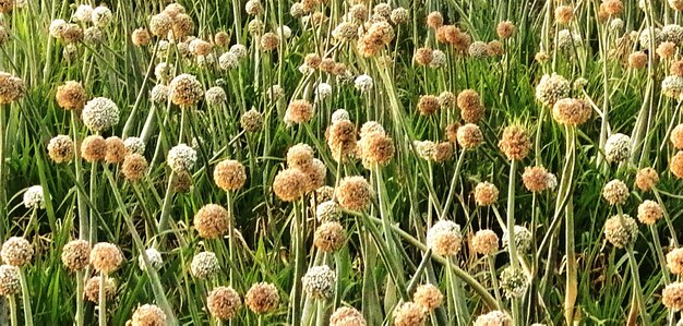 Flowering plant in kafr az zayyat