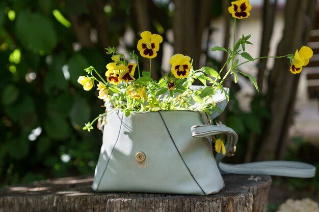 Flowering plant pansies with small yellow flowers in old leather women bag outdoor. Zero waste.