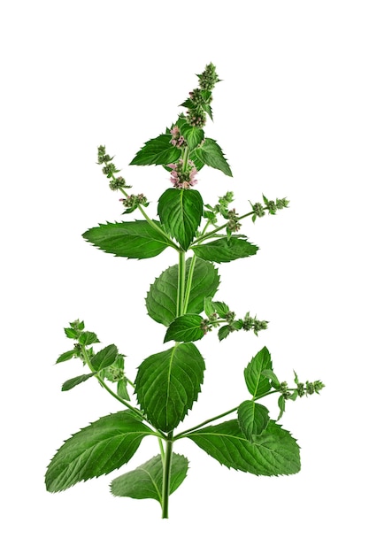 flowering plant of peppermint isolate on a white background