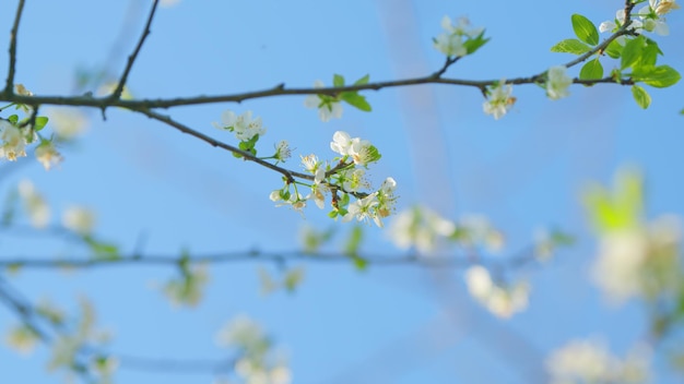 Foto pianta da fiore della famiglia delle rose rosaceae fiore bianco di un ciliegio ciliegio dolce da vicino