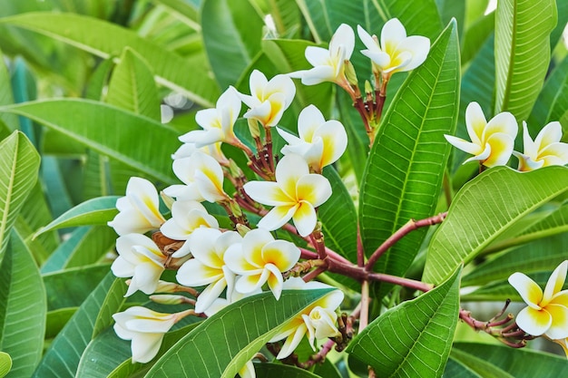 開花植物 Sacuanjoche またはプルメリア ルブラ熱帯植物のエキゾチックな植物の美しさ