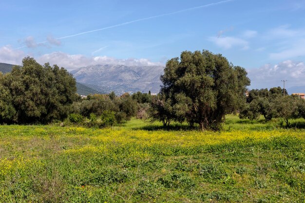 Flowering plant Sinapis alba closeup and olive trees