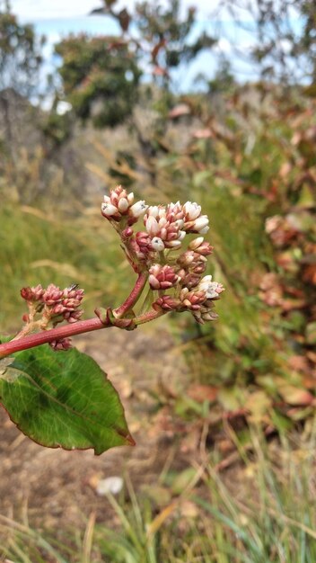 Photo flowering plant in the summer in the mountains