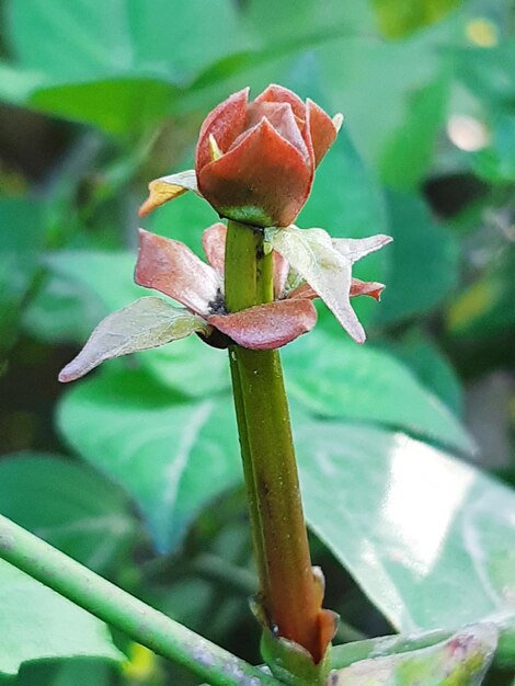 Photo flowering plant