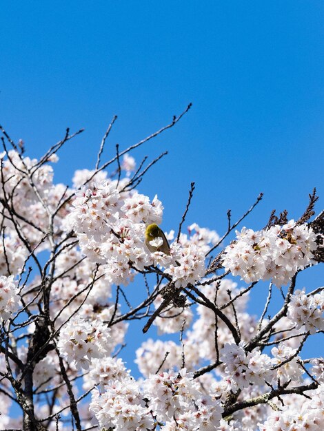 Flowering plant