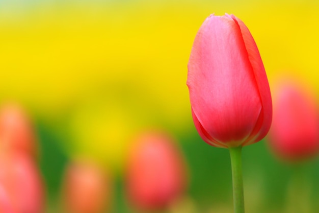 Flowering plant