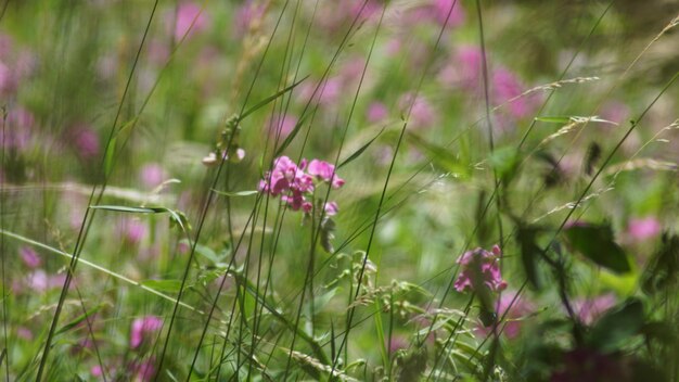 写真 花をかせる植物