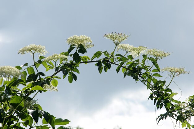 顕花植物