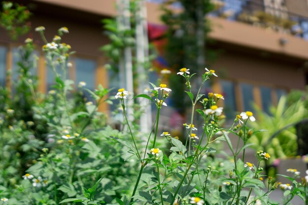 建物に反対する花の植物