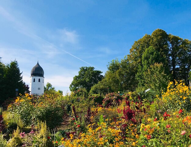 写真 空に向かって建物を建てて花をかせる植物や木