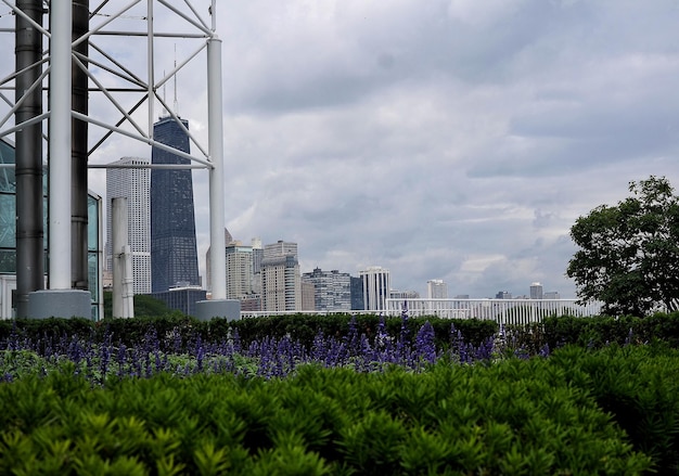 Flowering plants and buildings against cloudy sky