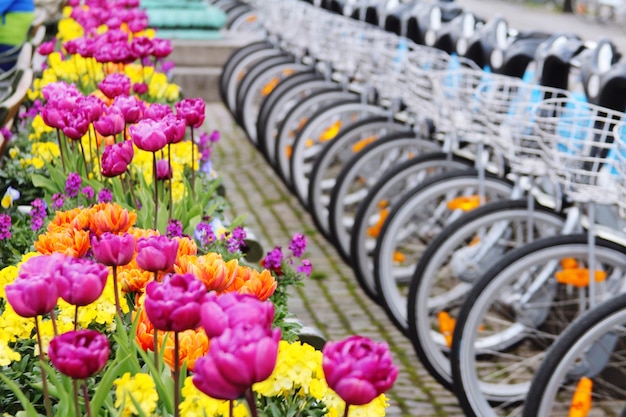 Flowering plants by bicycle