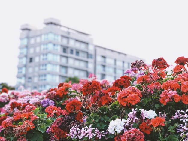 Foto piante in fiore costruendo contro il cielo