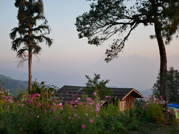 Photo flowering plants by buildings against sky