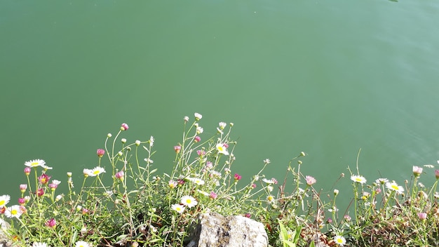 사진 호수 에 따라 꽃 이 피는 식물 들