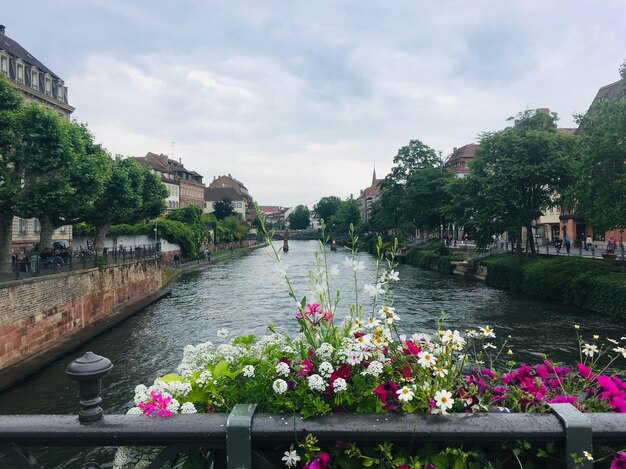 Photo flowering plants by river against sky in city