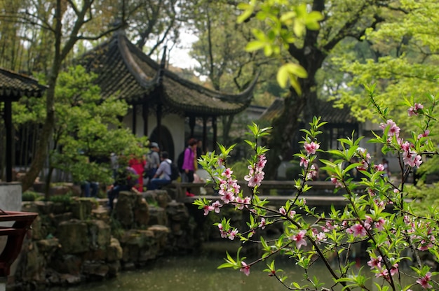Photo flowering plants by trees in temple
