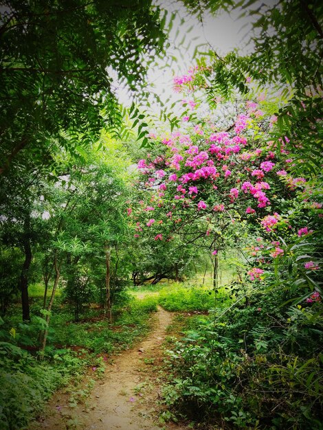 Foto piante da fiore nella foresta