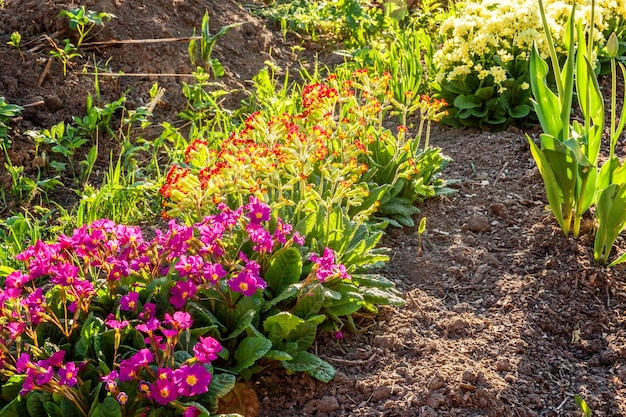 Photo flowering plants growing on field