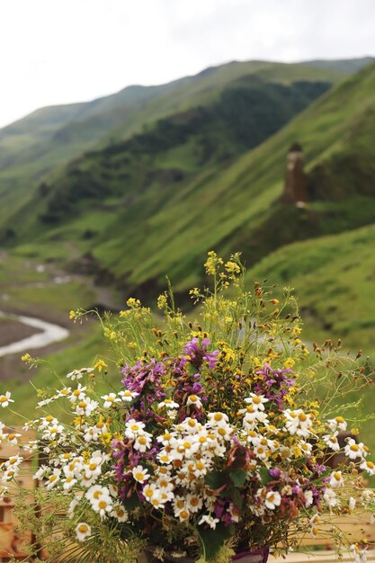 写真 山を背景に畑にく植物