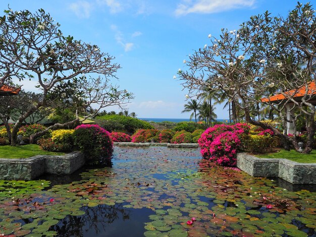 Photo flowering plants in park against sky